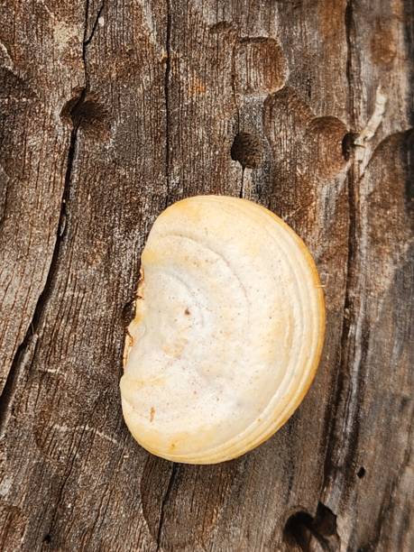 The genus Lenzites belongs to the Polyporaceae family and includes lignivorous fungi that grow on decaying trunks and branches. Characterized by fan-shaped or shell-like fruiting bodies, they have a zoned upper surface and a lamellate underside, distinguishing them from other polypores with typical pores. Lenzites species play a crucial role in nutrient cycling, decomposing lignin and contributing to forest ecosystem renewal. They thrive in humid, shaded environments, commonly found in tropical and temperate forests. Their colors range from yellowish, brown, and orange tones, often with whitish margins. Despite their intriguing appearance, they are not edible due to their tough, leathery texture. Beyond their ecological interest, some species have been studied for their enzymes capable of breaking down complex organic compounds, with potential biotechnological applications. The presence of Lenzites on a tree stump indicates an advanced stage of wood decomposition, highlighting the importance of these fungi in natural recycling. adheridas al muñón, las lencitas tienen una estructura rugosa y branquial, adaptada para degradar la celulosa y la lignina. este hongo ayuda en la descomposición de la madera, permitiendo que nuevos organismos utilicen los nutrientes liberados en el sue