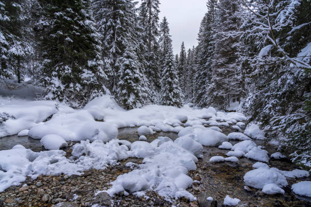 Mountain stream in winter. High Tatras. Slovakia.