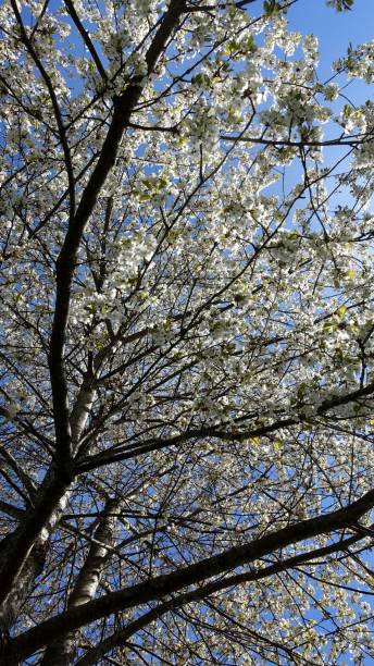 istock A cherry blossom tree at the beginning of spring. 2202846055