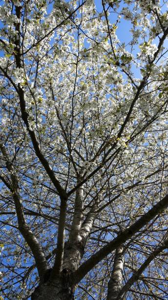 istock A cherry blossom tree at the beginning of spring. 2202846061