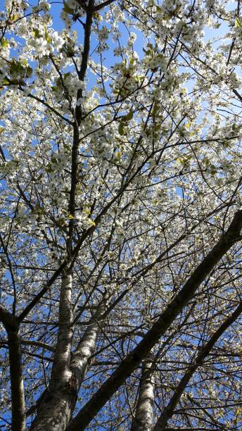 istock A cherry blossom tree at the beginning of spring. 2202846064