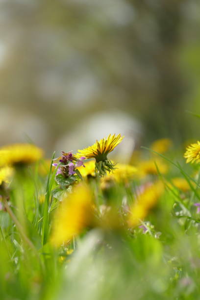 istock Wild flowers, herbs, yellow flowers, dandelions 2202846272