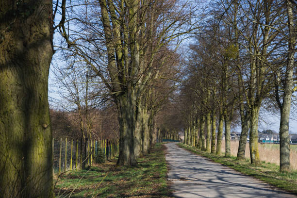 beautiful road with big trees on the sides on a sunny day
