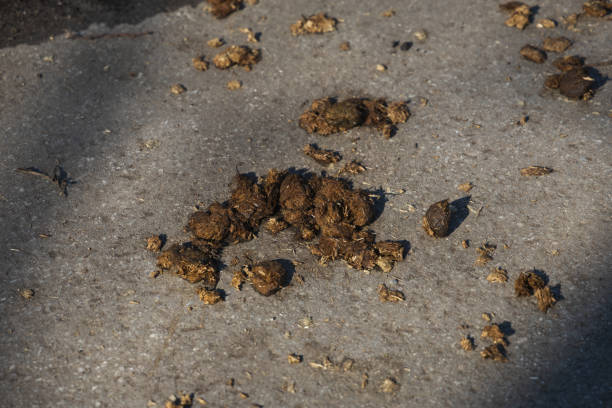 istock manure, horse poop on the road 2202846769