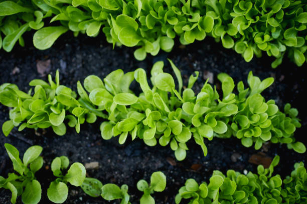 Close-up of fresh, vibrant green lettuce leaves thriving in dark, rich soil, depicting healthy growth and rich texture in a natural environment.