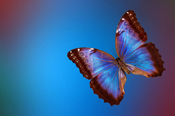 istock bright blue tropical morpho butterfly on abstract blurred background 2202848502