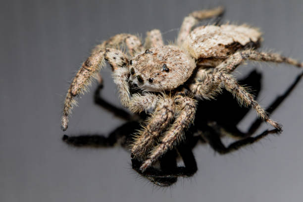 istock Up close and personal with a female platycryptus spider. 2202848538