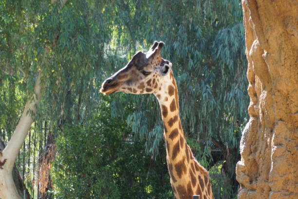 Giraffe, biopark, Valencia, Spain