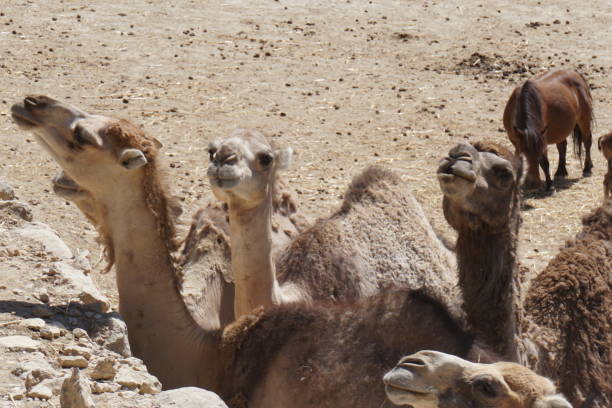 istock Set of dromedaries waiting for food 2202848621