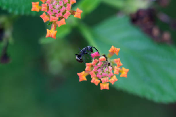 Polyrhachis dives Ant on Lantana camara (Common Lantana) Flower Cluster