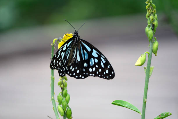 Hong Kong Wildlife