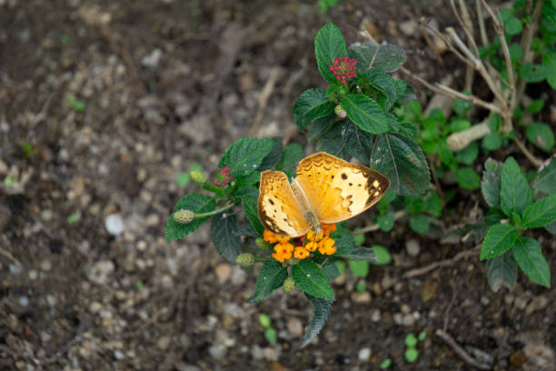 Painted Lady Butterfly (Vanessa cardui) on Green Leaf