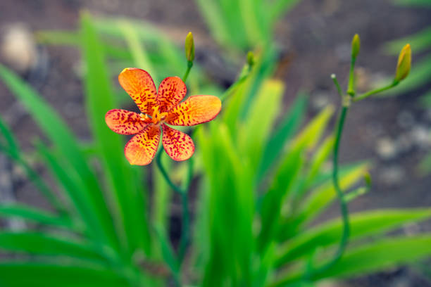 Iris domestica (Blackberry Lily) with Vibrant Orange Petals and Red Spots