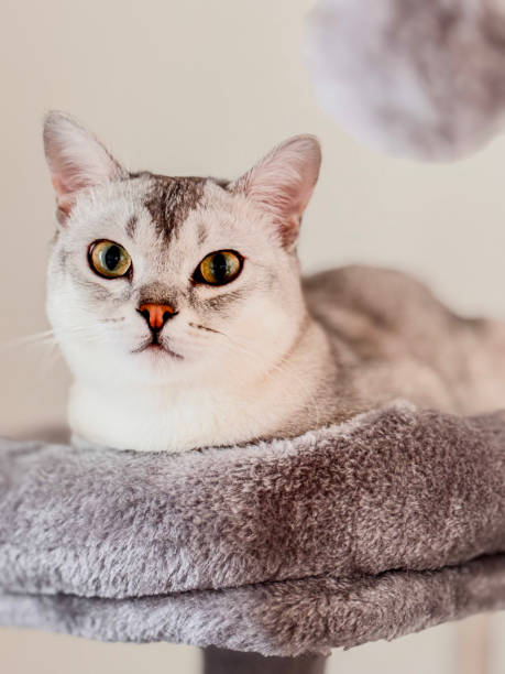 istock Burmilla cat relaxing in his  cat tower 2202850169