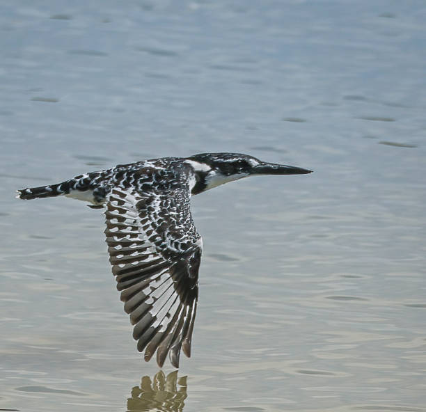 istock Pied Kingfisher 2202850422