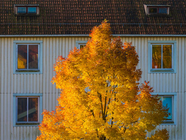Bright yellow leaves of an autumn tree stand out against a white wooden building in Gothenburg, showcasing the beauty of fall. Warm sunlight illuminates the scene.