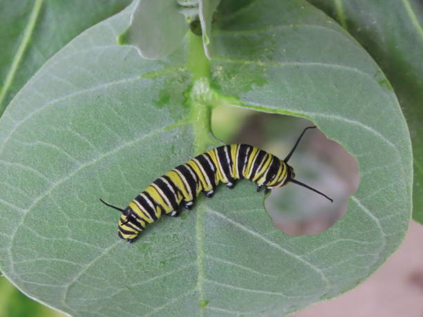 istock Caterpillar of the Monarch Butterfly 2202851001