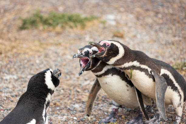 Magellanic Penguin (Spheniscus magellanicus) A couple of Magellanic Penguins shouting at their neighbor in a colony in Punta Tombo in Argentine Patagonia penguins fighting stock pictures, royalty-free photos & images