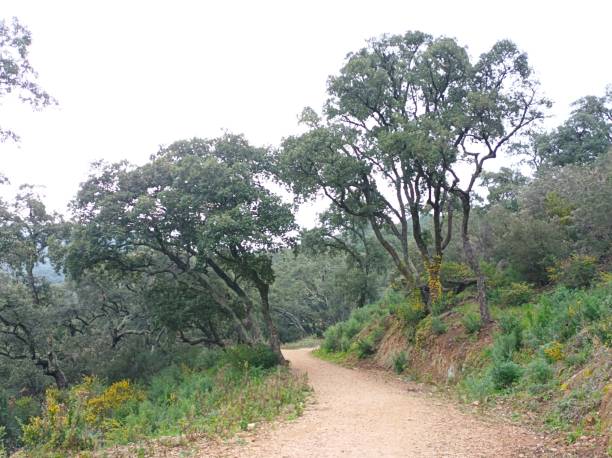 istock Forest on the French Riviera 2202853644