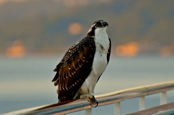 Seahawk Photo Prop 200+ Seahawks Photos Stock Photos, Pictures & Royalty-Free Images - iStock