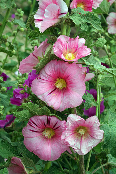 istock pink mallow blooming in the garden 2202854223