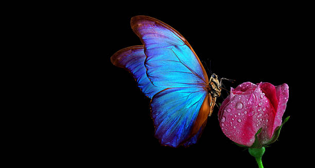 istock bright blue tropical morpho butterfly on pink rose in water drops isolated on black. copy space 2202854852