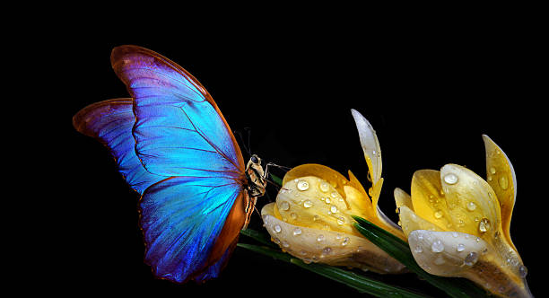 istock bright blue tropical morpho butterfly on yellow crocus flowers isolated on black. 2202855482