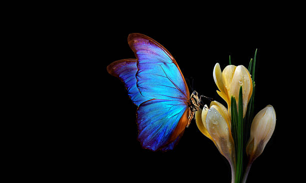 istock bright blue tropical morpho butterfly on yellow crocus flowers isolated on black. selective focus 2202855486