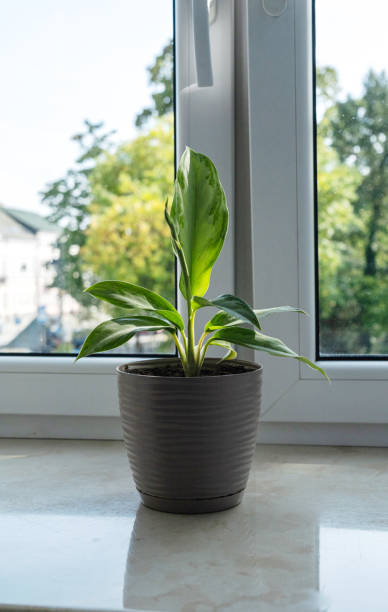 istock Small green plant in brown pot centered on windowsill, white-framed closed window behind 2202855788