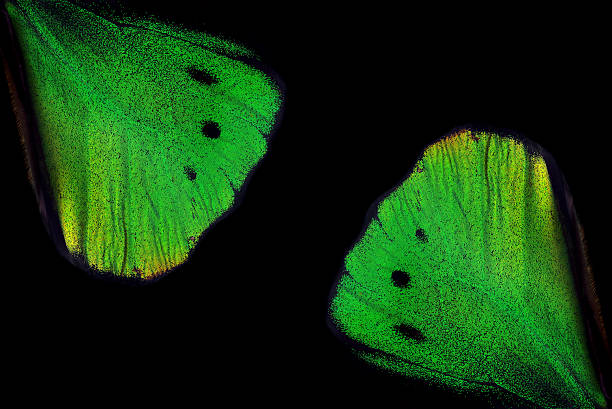 istock tropical butterfly wings isolated on black. birdwing butterfly 2202856560