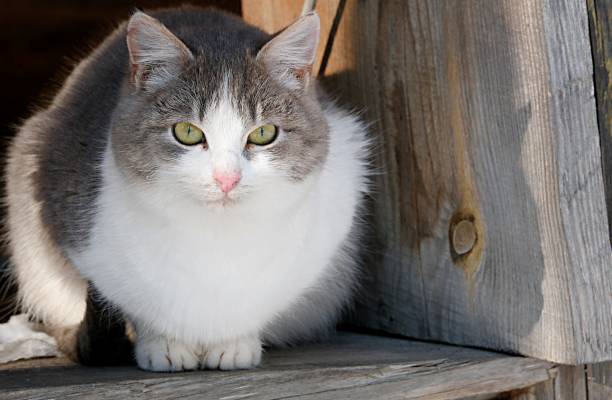 istock A fluffy cat with green eyes sits in the cold outside in winter 2202856948