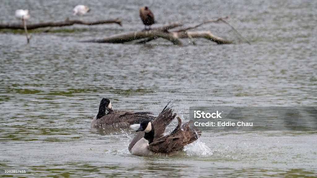 Lively Canada goose - Bez autorských poplatků Barevný obrázek Stock fotka Lively Canada goose - Bez autorských poplatků Barevný obrázek Stock fotka