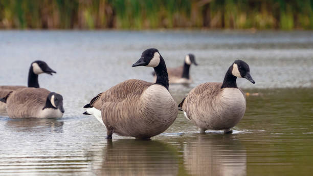 istock A flock of Canada Goose is staying by the waterside. 2202858356