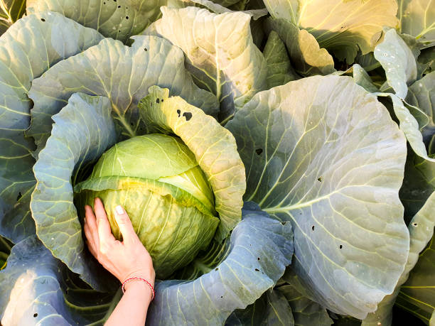 istock A big cabbage head in the garden 2202858717