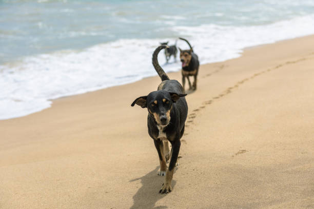 Dogs roaming sandy beach shoreline with gentle waves in background on a sunny day.