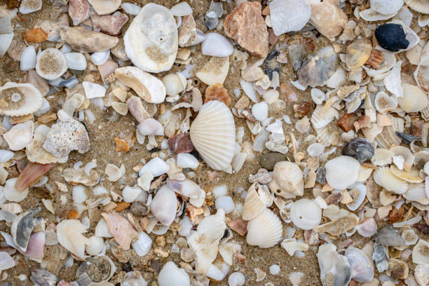 istock A beach scene with a lot of shells and rocks 2202859865