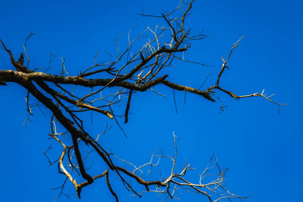 A tree branch is shown in the blue sky. The branch is dry and has no leaves. The sky is clear and bright, with no clouds in sight. Concept of loneliness and emptiness