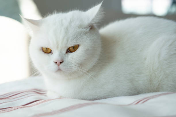 istock White cat lying on a striped blanket, looking intensely with its golden eyes 2202859958