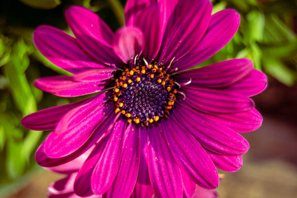 Purple African daisy in bloom in spring. Dimorphoteca ecklonis, in fuchsia pink.