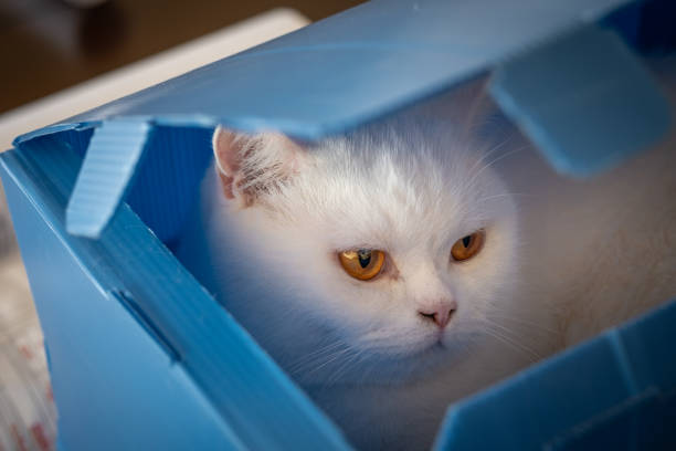 Adorable white cat resting comfortably inside a partially open blue cardboard box