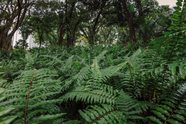 Fern foliage close up in tropical park or rain forest