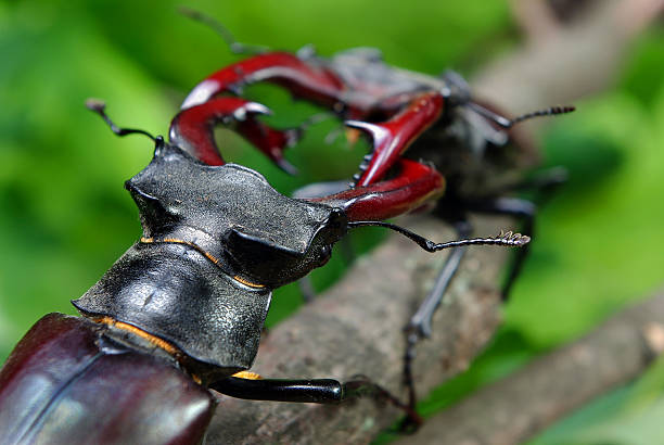 istock stag beetles on the forest. close up. copy space 2202862707