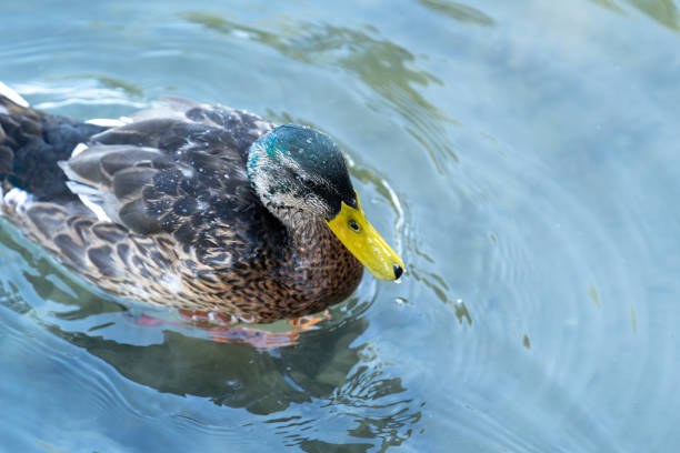 Swimming duck in the lake water