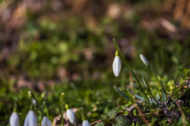 Spring white flower Snowdrop - Galanthus in wild forest