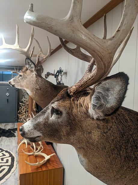 istock Rustic Living Room Featuring Deer Mounts and Guns 2202866218