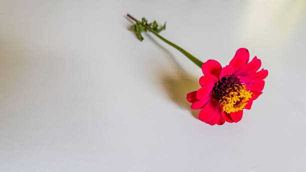 istock Elegant pink zinnia flower 2202866228