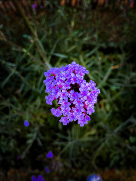 A mesmerizing cluster of vibrant purple flowers, adorned with delicate droplets of water. The intricate details and rich hues stand out beautifully against the blurred green background, evoking a sense of tranquility and wonder.