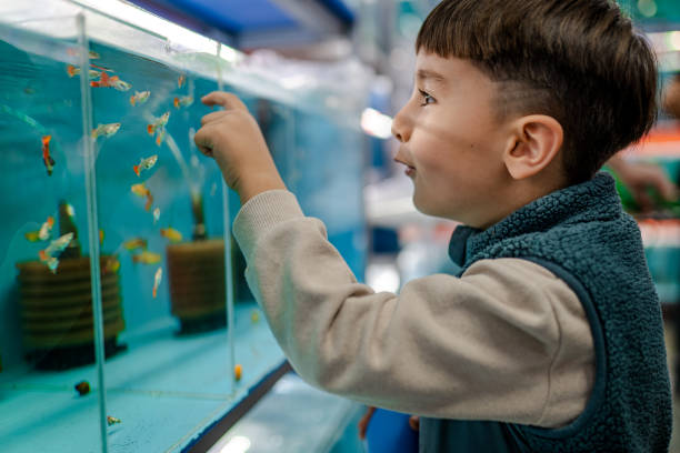 Little boy looking into a fish tank