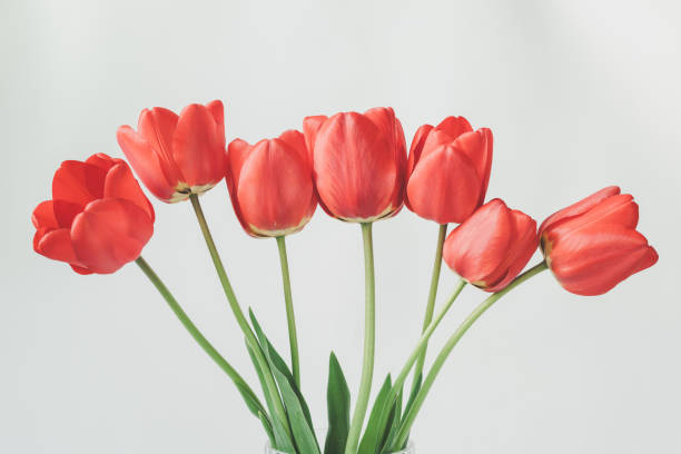 istock Pink tulips in retro style on a yellow background. 2202869562