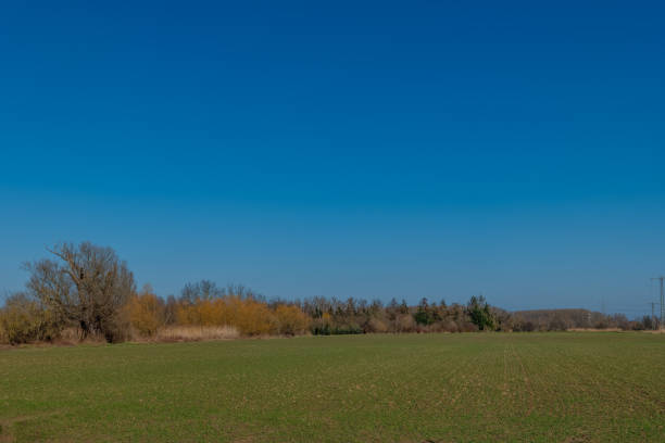 A vast grassy field extends beneath a clear blue sky, showcasing vibrant green grass and distant trees that create a serene natural landscape in the afternoon.